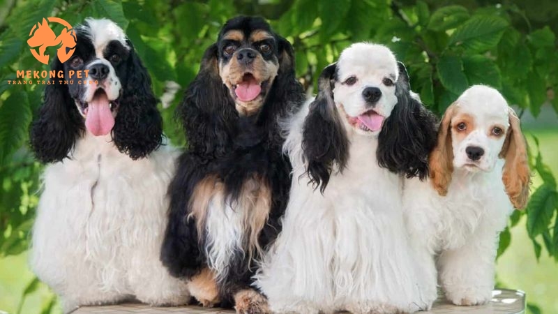 Giống Chó Cocker Spaniel ngày càng được nhiều người yêu chó tại Tphcm săn đón